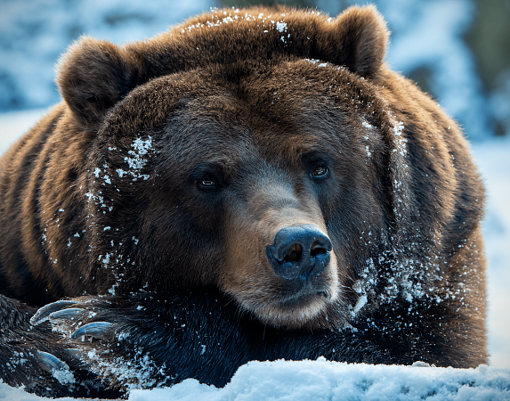 Mollo - Parc animalier